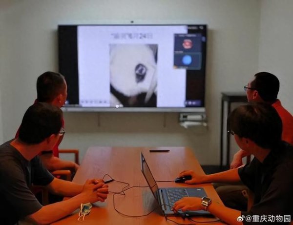 策略盈 重庆动物园通报大熊猫“渝贝”脱毛情况：脱毛区域未检出致病微生物，精神、食欲、行为活动均正常